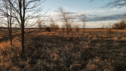 dusk in the forest