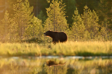 Brown bear in hot summer landscape, forest in the background