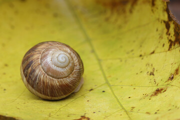 snail on a leaf