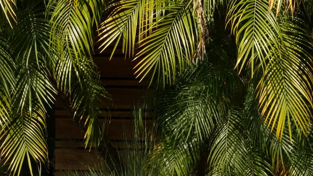Exotic jungle rainforest tropical atmosphere. Palm fresh juicy frond leaves in amazon forest or garden. Contrast dark natural greenery lush foliage. Evergreen ecosystem. Paradise aesthetic background.