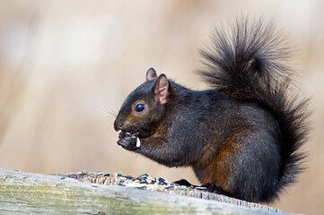 Black Squirrel Eating some Seeds