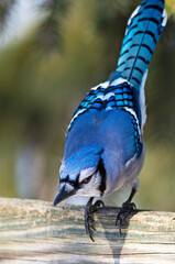 Blue Jay Standing on a Wooden Fence