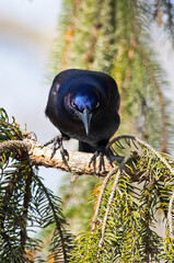 Boat-tailed Grackle Standing in a Tree