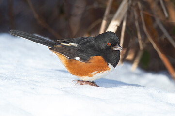 Male Eastern Towhee Standing in the Snow