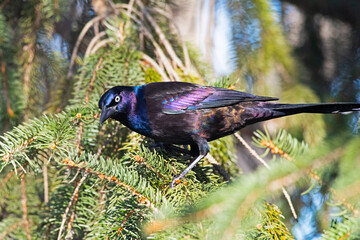 Boat-tailed Grackle Standing in a Tree