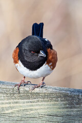 Male Eastern Towhee Standing on a Wooden Fence