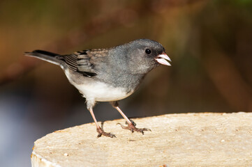 Male Dark-eyed Junco Standing on a Wooden Fence