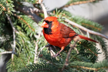 Male Northern Cardinal Standing in Tree