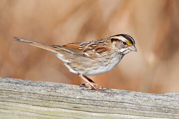White-throated Sparrow Standing on Wooden Fence