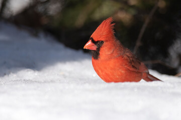 Male Northern Cardinal Standing in Snow