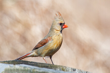 Female Northern Cardinal Standing on a Wooden Fence