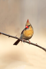 Female Northern Cardinal Standing on a Branch