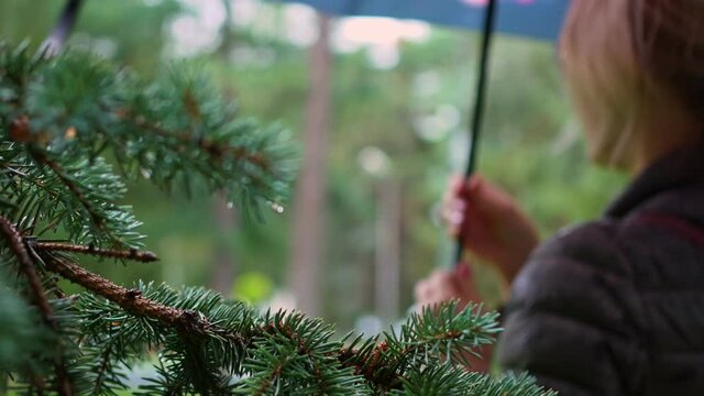 Close-up of a wet coniferous branch with rain drops in the park, in the background in blur a woman with an umbrella. A woman from the back in the park in the rain, holding an umbrella.
