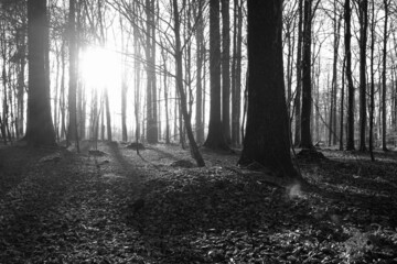 Schwarz-Weiss -  Morgensonne scheint durch den Wald