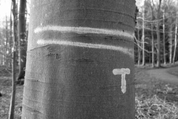 Schwarz-Weiss - Hinweis auf eine Spurbusse für Harverster im Wald