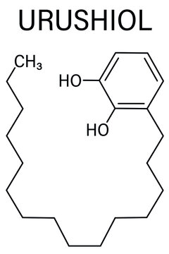 Urushiol poison ivy allergen molecule. Also present in poison oak, lacquer tree and poison sumac. Urushiol is a mixture of closely related components, only one of which is shown. Skeletal formula.