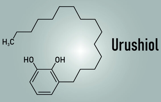 Urushiol poison ivy allergen molecule. Also present in poison oak, lacquer tree and poison sumac. Urushiol is a mixture of closely related components, only one of which is shown. Skeletal formula.