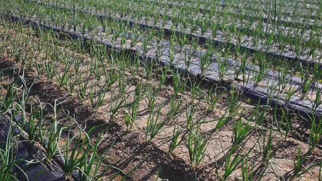 View of field planted with ripening organic scallions. Farming. Food production 