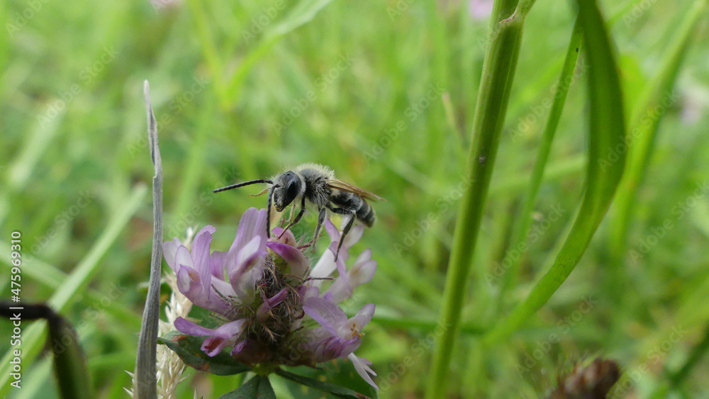 Poster Closeup of a bee pollinating on beautiful flowers