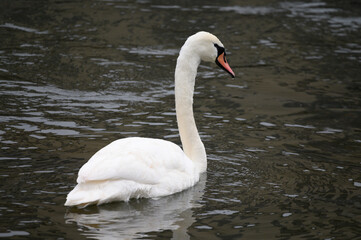 swan on the lake