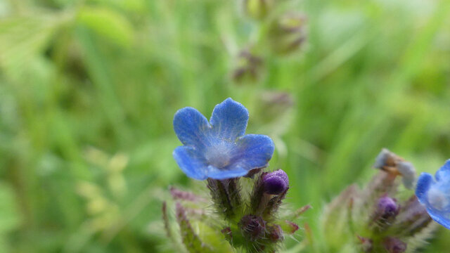 Closeup of beautiful blue anchusa arvensis flowers in a garden