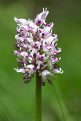 Beautiful orchid flowers in a blurry background White and purple orchid flower in nature - selective focus