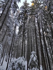 huge fir trees against sky. winter forest in the snow on a cold day
