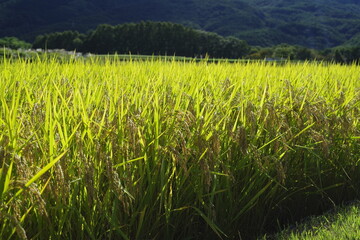 日本で最も美しい村