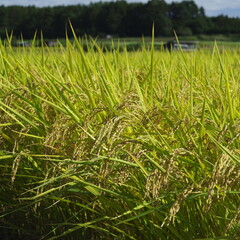 日本で最も美しい村