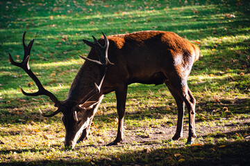 View of a beautiful elk grazing in the field