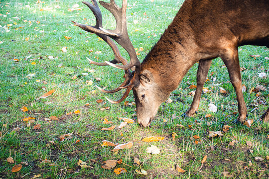 View of a beautiful elk grazing in the field