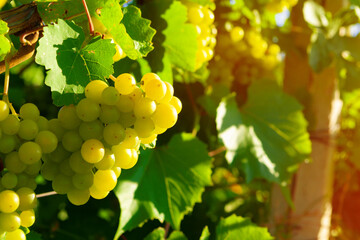 Fototapeta premium Bunch of green grapes on summer vine
