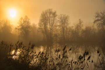 Nebeliger Wintertag in taubergiessen in der Ortenau