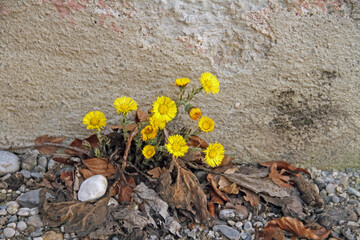 Mauerblümchen