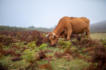 Beef while grazing in Madeira