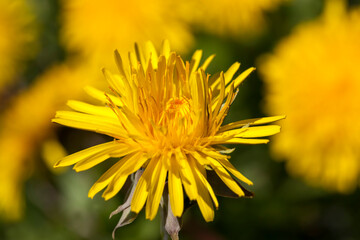 a field with yellow blooming dandelions in the spring season