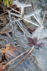 池に氷が張り、もみじの葉も凍っている　東京、赤坂にある東京ミッドタウン