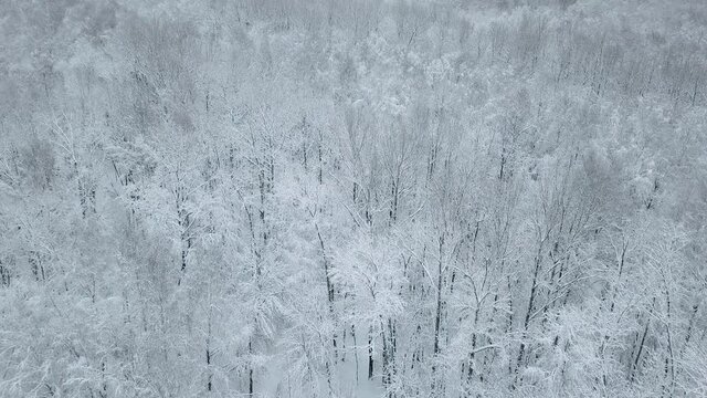 Frozen forest winter landscape aerial drone footage. Drone flight video over beautiful snow covered trees . Winter season travel background