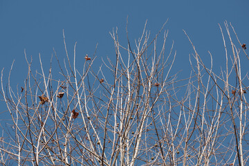 葉がほとんど落ちた木と青空　東京、赤坂にある東京ミッドタウン