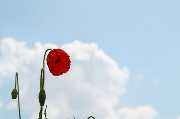 poppy flower on the background of the sky