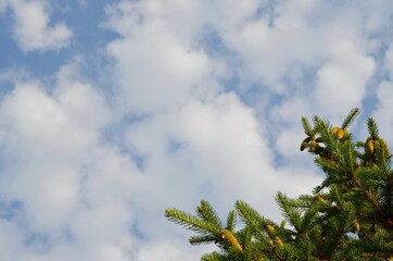 fir branches against the sky. place for text. background. cones on branches