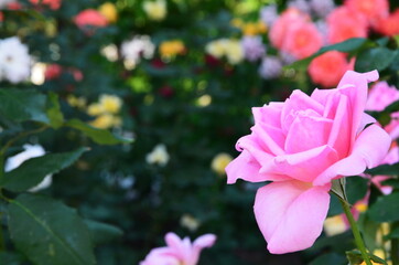 Rose flower close up. Rose petals on the right in the photo. Background.
Postcard for text