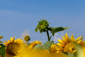 sunflowers during flowering in sunny weather