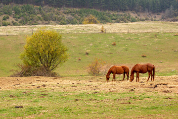 Beautiful shot of brown horses pasturing in the farm