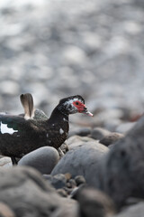 Warty Duck on Madeira Beach