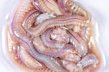 Sand Worm (Perinereis sp.) is the same species as sea worms (Polychaete), Living in a beach area...