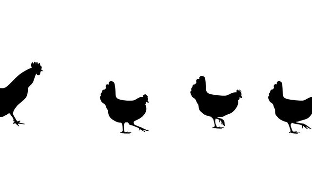 A rooster walking with hens, animation on the white background