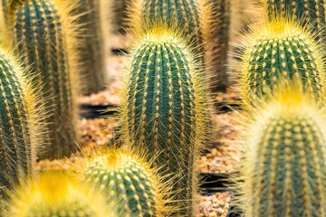 Beautiful cactus in flowerpot with sunlight for background and texture.