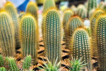 Beautiful cactus in flowerpot with sunlight for background and texture.