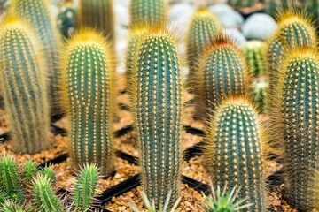 Beautiful cactus in flowerpot with sunlight for background and texture.